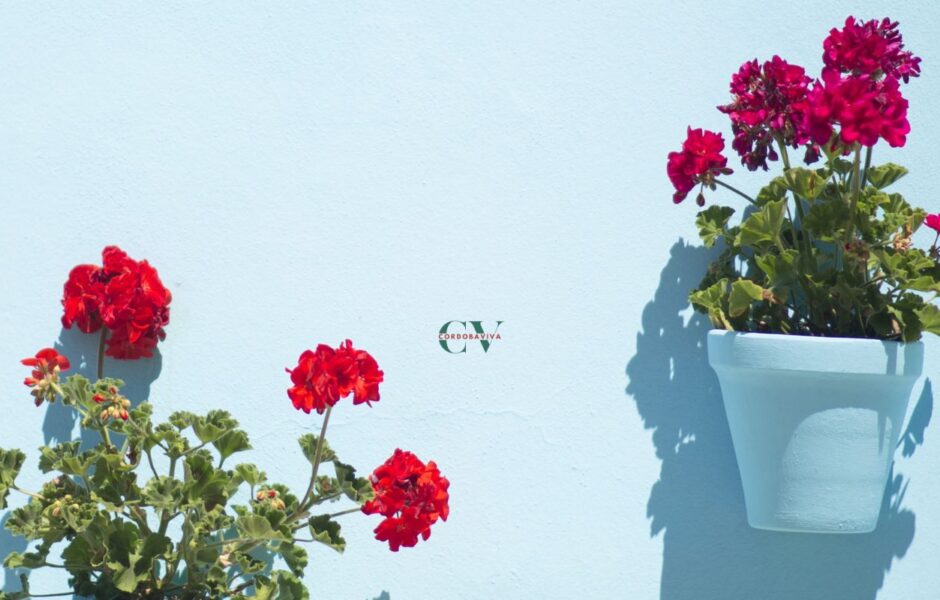 patios de cordoba